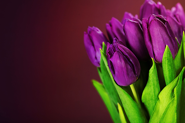 포토 JPG 해외이미지 꽃잎 사람없음 튤립 카피스페이스 갈색배경 해외202004 해외포토 꽃 백그라운드 갈색 공백 파일형식