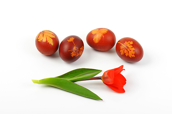 포토 JPG 해외이미지 스튜디오촬영 전통 디자인 꽃 음식 꽃무늬 패턴 휴가 부활절 요리 사람없음 장식 빨간색 갈색 봄 튤립 껍질 화려 그리기 그룹 심볼 흰배경 에코 친환경 부활절계란 내추럴 삶기 핸드메이드 해외202004 해외202105 해외포토 식물 계절 기념일 컬러 백그라운드 컨셉 무늬 모션 실내 환경 계란 흰색 파일형식