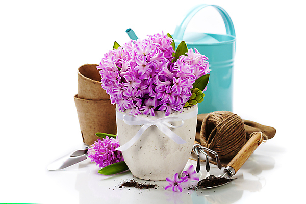 포토 JPG 해외이미지 화분 실내 사람없음 흙 모종삽 흰배경 원예 노끈 갈퀴 히아신스 해외202004 해외포토 꽃 줄 백그라운드 취미 내부 흰색 삽 파일형식