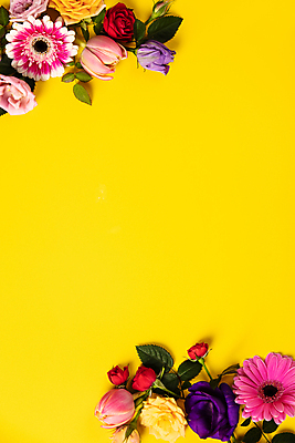 포토 해외이미지 꽃 잎 실내 사람없음 장미 튤립 거베라 노란배경 카피스페이스 해외202004 해외포토 식물 백그라운드 내부 노란색 공백 파일형식