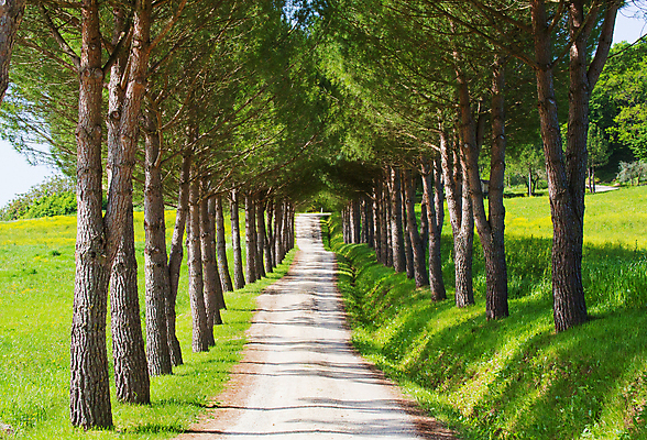 포토 JPG 해외이미지 나무 공원 도로 길 선 풍경 사람없음 야외 여름 평화 맑음 침묵 시골 주름 오솔길 침엽수 사이프러스 해외202004 해외202105 해외포토 식물 계절 공공시설 컨셉 교통시설 날씨 소리 파일형식