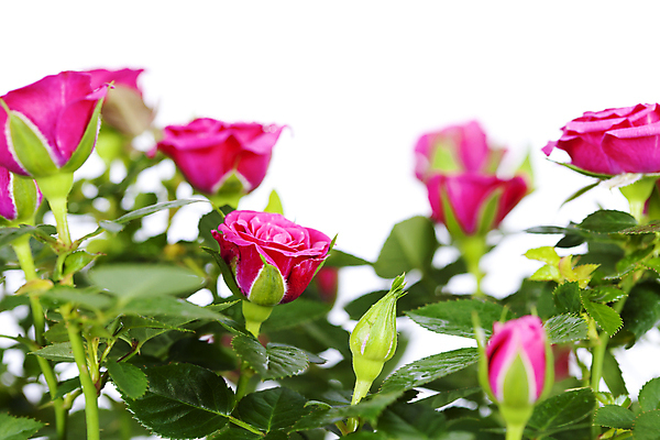 포토 JPG 해외이미지 잎 실내 사람없음 아웃포커스 장미 꽃봉오리 흰배경 해외202004 해외포토 식물 꽃 백그라운드 촬영기법 내부 흰색 파일형식