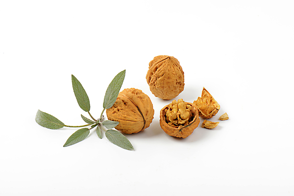 포토 JPG 해외이미지 잎 단면 실내 사람없음 껍질 흰배경 호두 해외202004 해외202105 해외포토 식물 백그라운드 내부 견과류 흰색 파일형식