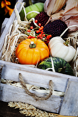 포토 JPG 해외이미지 열매 호박 실내 사람없음 농작물 벼 가을 나무상자 추수감사절 흑찰옥수수 해외202004 해외포토 식물 계절 기독교 농업 채소 곡류 내부 상자 찰옥수수 파일형식