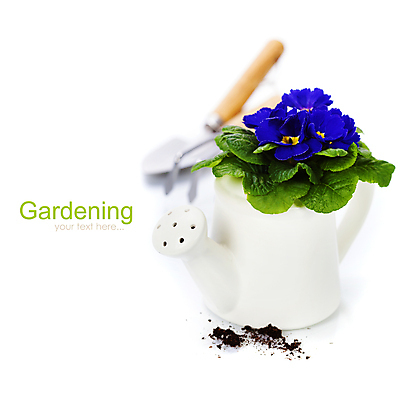 포토 JPG 해외이미지 화분 실내 사람없음 물뿌리개 모종삽 흰배경 원예 프리뮬러 해외202004 해외포토 꽃 백그라운드 취미 내부 흰색 삽 파일형식