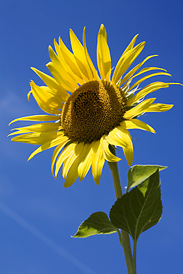 포토 JPG 해외이미지 주간 해바라기 사람없음 야외 해외202004 해외포토 자연요소 꽃 파일형식