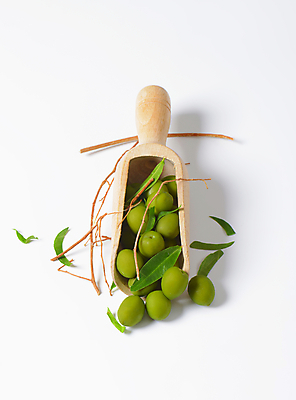 포토 JPG 해외이미지 스튜디오촬영 실내 사람없음 목재 나뭇가지 흰배경 올리브 스쿱 올리브잎 해외202004 해외202105 해외포토 나무 열매 백그라운드 잎 재료 내부 흰색 파일형식