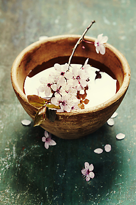 포토 JPG 해외이미지 꽃잎 실내 사람없음 물 벚꽃 사발 나무바닥 아로마테라피 꽃가지 해외202004 해외포토 자연요소 꽃 바닥 내부 나뭇가지 사기그릇 테라피 파일형식