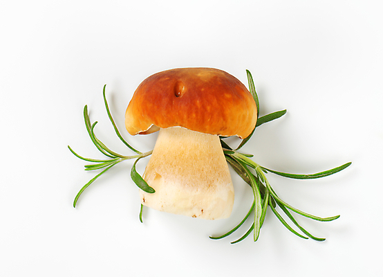 포토 JPG 해외이미지 스튜디오촬영 식재료 실내 사람없음 버섯 흰배경 로즈메리 그물버섯 해외202004 해외202105 해외포토 백그라운드 내부 흰색 허브 파일형식