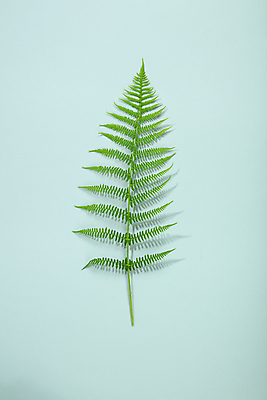 포토 JPG 해외이미지 잎 실내 사람없음 파란배경 해외202004 해외포토 식물 백그라운드 내부 파란색 파일형식