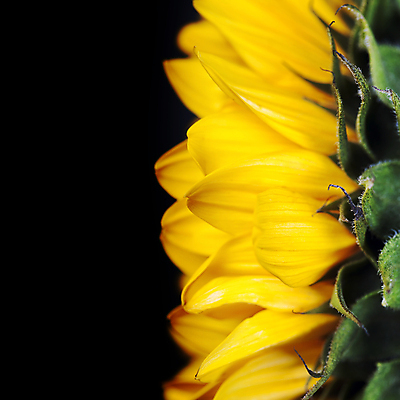 포토 JPG 해외이미지 검은배경 해바라기 실내 근접촬영 사람없음 해외202004 해외포토 꽃 뷰포인트 백그라운드 내부 검은색 파일형식