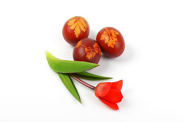 포토 JPG 해외이미지 스튜디오촬영 전통 디자인 꽃 음식 꽃무늬 패턴 휴가 부활절 요리 사람없음 장식 빨간색 갈색 봄 튤립 껍질 화려 그리기 그룹 심볼 흰배경 에코 친환경 부활절계란 내추럴 삶기 핸드메이드 해외202004 해외202105 해외포토 식물 계절 기념일 컬러 백그라운드 컨셉 무늬 모션 실내 환경 계란 흰색 파일형식