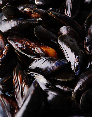 포토 JPG 해외이미지 근접촬영 사람없음 가득함 홍합 해외202004 해외포토 뷰포인트 어패류 파일형식