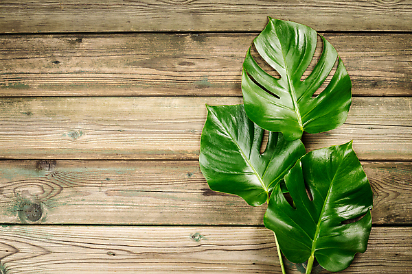 포토 JPG 해외이미지 사람없음 나무바닥 몬스테라 카피스페이스 해외202004 해외포토 식물 바닥 공백 파일형식