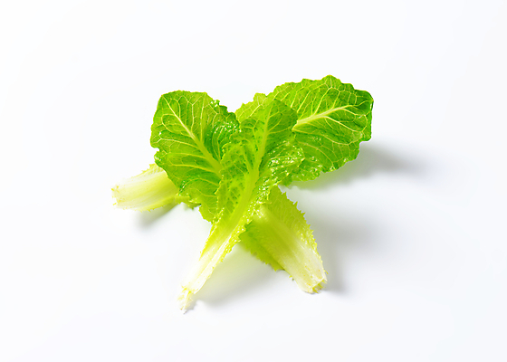 포토 JPG 해외이미지 스튜디오촬영 음식 잎 채소 재료 건강 사람없음 샐러드 신선 상추 흰배경 유기농 날것 로메인상추 해외202004 해외202105 해외포토 식물 웰빙 백그라운드 실내 흰색 파일형식