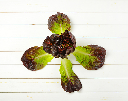 포토 JPG 해외이미지 스튜디오촬영 음식 잎 채소 재료 건강 사람없음 빨간색 초록색 머리 샐러드 신선 오픈 상추 유기농 날것 머리위 국산 내추럴 숙성 로메인상추 해외202004 해외202105 해외포토 식물 웰빙 컬러 실내 신체부위 파일형식