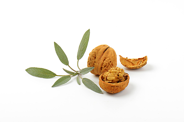 포토 JPG 해외이미지 잎 실내 사람없음 껍질 흰배경 호두 해외202004 해외202105 해외포토 식물 백그라운드 내부 견과류 흰색 파일형식