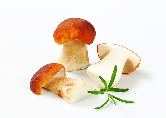 포토 JPG 해외이미지 스튜디오촬영 식재료 단면 실내 사람없음 흰배경 슬라이스 로즈메리 그물버섯 해외202004 해외202105 해외포토 백그라운드 내부 버섯 흰색 허브 파일형식