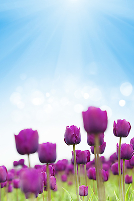 포토 JPG 해외이미지 주간 하늘 사람없음 야외 햇빛 튤립 블러효과 카피스페이스 해외202004 해외포토 자연요소 꽃 태양 공백 블러 파일형식 효과