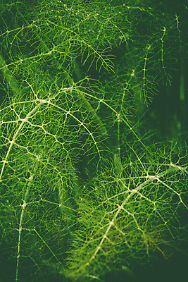 포토 JPG 해외이미지 주간 백그라운드 잎 사람없음 야외 회향 해외202004 해외포토 자연요소 식물 파일형식