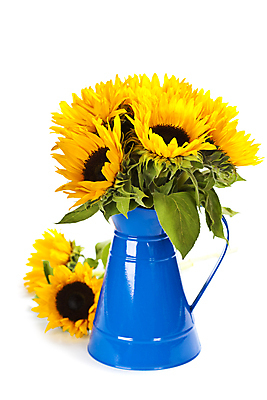 포토 JPG 해외이미지 해바라기 실내 사람없음 꽃병 해외202004 해외포토 꽃 내부 파일형식