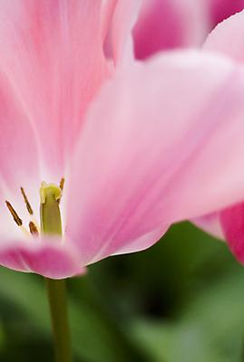 포토 JPG 해외이미지 실내 근접촬영 사람없음 아웃포커스 튤립 해외202004 해외포토 꽃 뷰포인트 촬영기법 내부 파일형식