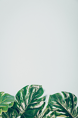 포토 JPG 해외이미지 사람없음 흰배경 몬스테라 카피스페이스 해외202004 해외포토 식물 백그라운드 공백 흰색 파일형식