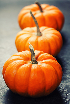 포토 JPG 해외이미지 호박 실내 사람없음 농작물 가을 일렬 해외202004 해외포토 계절 농업 채소 내부 파일형식