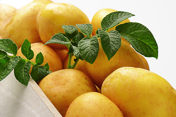 포토 JPG 해외이미지 스튜디오촬영 음식 채소 감자 사람없음 목재 농작물 상자 쌓기 수확 신선 그룹 컨테이너 유기농 날것 흙더미 생식 해외202004 해외202105 해외포토 나무 웰빙 산업 농업 재료 모션 실내 흙 파일형식 더미