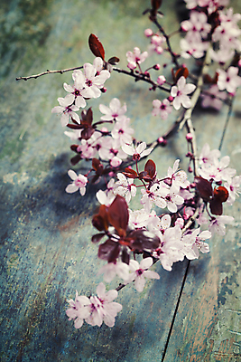 포토 JPG 해외이미지 잎 봄꽃 실내 사람없음 아웃포커스 벚꽃 나뭇가지 나무배경 해외202004 해외포토 나무 식물 꽃 백그라운드 촬영기법 내부 봄 파일형식