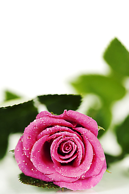 포토 JPG 해외이미지 실내 근접촬영 사람없음 아웃포커스 장미 물방울 흰배경 해외202004 해외포토 꽃 뷰포인트 백그라운드 촬영기법 내부 흰색 파일형식