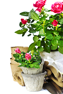 포토 JPG 해외이미지 화분 장갑 실내 사람없음 장미 모종삽 흰배경 원예 노끈 해외202004 해외포토 잡화 꽃 줄 백그라운드 취미 내부 흰색 삽 파일형식