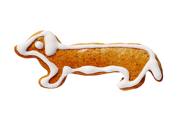 포토 JPG 해외이미지 동물 1 전통 음식 크리스마스 부활절 사람없음 장식 갈색 쿠키 얼음 흰색 개 달콤 설탕 굽기 핸드메이드 프로스팅 해외202004 해외202105 해외포토 자연요소 기념일 컬러 포유류 디저트 맛 구이 제빵 파일형식