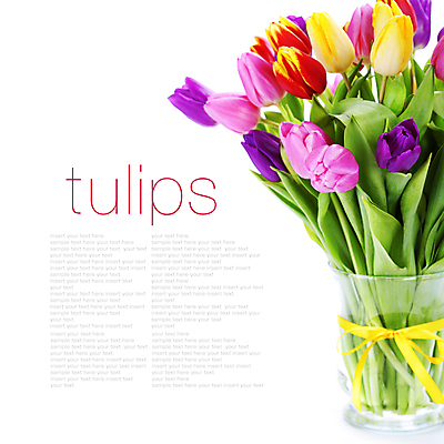 포토 JPG 해외이미지 꽃잎 리본 사람없음 꽃병 튤립 흰배경 카피스페이스 해외202004 해외포토 꽃 백그라운드 공백 흰색 파일형식