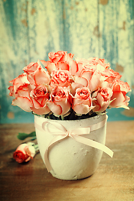 포토 JPG 해외이미지 리본 실내 사람없음 장미 꽃병 다발 가득함 감성 세피아 해외202004 해외포토 꽃 컨셉 촬영기법 내부 파일형식