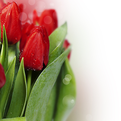 포토 JPG 해외이미지 꽃다발 사람없음 튤립 이슬 흰배경 빛망울 해외202004 해외포토 꽃 백그라운드 빛 흰색 파일형식