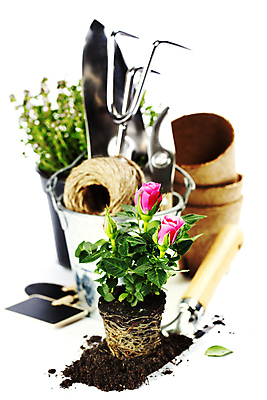 포토 JPG 해외이미지 화분 실내 사람없음 장미 흙 모종삽 양동이 흰배경 원예 노끈 갈퀴 원예용품 해외202004 해외포토 꽃 줄 생활용품 백그라운드 취미 내부 흰색 삽 파일형식