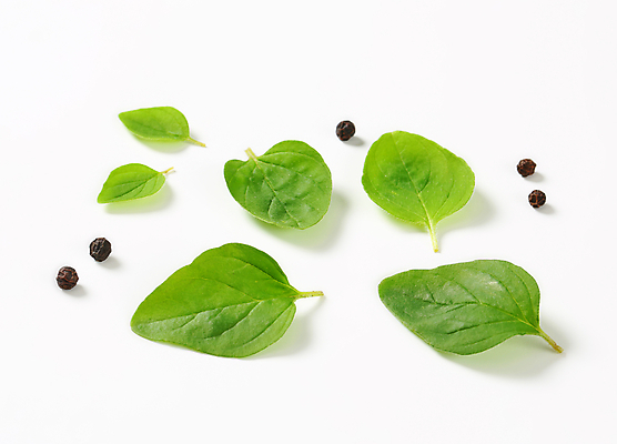 포토 JPG 해외이미지 스튜디오촬영 음식 잎 재료 사람없음 초록색 신선 허브 향신료 흰배경 유기농 날것 향료 오레가노 해외202004 해외202105 해외포토 식물 웰빙 컬러 백그라운드 실내 흰색 향기 냄새 향미료 파일형식