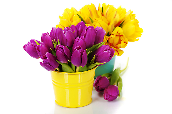 포토 JPG 해외이미지 화분 꽃다발 실내 사람없음 튤립 흰배경 해외202004 해외포토 꽃 백그라운드 내부 흰색 파일형식