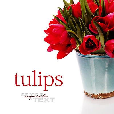 포토 JPG 해외이미지 화분 타이포그라피 사람없음 튤립 흰배경 해외202004 해외포토 문자 꽃 백그라운드 흰색 파일형식