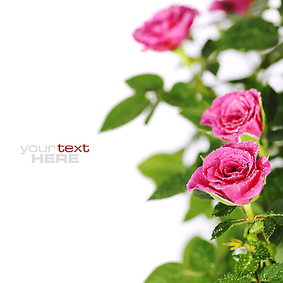 포토 JPG 해외이미지 잎 실내 사람없음 장미 물방울 흰배경 카피스페이스 해외202004 해외포토 식물 꽃 백그라운드 내부 공백 흰색 파일형식