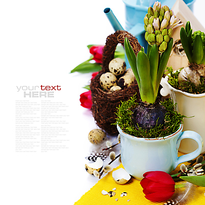 포토 JPG 해외이미지 화분 실내 사람없음 바구니 물뿌리개 튤립 흰배경 원예 붓꽃 메추리알 해외202004 해외포토 꽃 백그라운드 취미 내부 알 흰색 파일형식