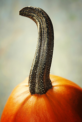 포토 JPG 해외이미지 호박 실내 근접촬영 사람없음 농작물 가을 꼭지 해외202004 해외포토 계절 뷰포인트 농업 채소 내부 파일형식