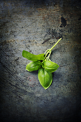 포토 JPG 해외이미지 회색배경 실내 사람없음 하이앵글 바질 해외202004 해외포토 뷰포인트 백그라운드 내부 회색 파일형식