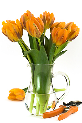 포토 JPG 해외이미지 꽃다발 실내 사람없음 꽃병 튤립 흰배경 전정가위 해외202004 해외포토 꽃 백그라운드 가위_도구 내부 흰색 파일형식