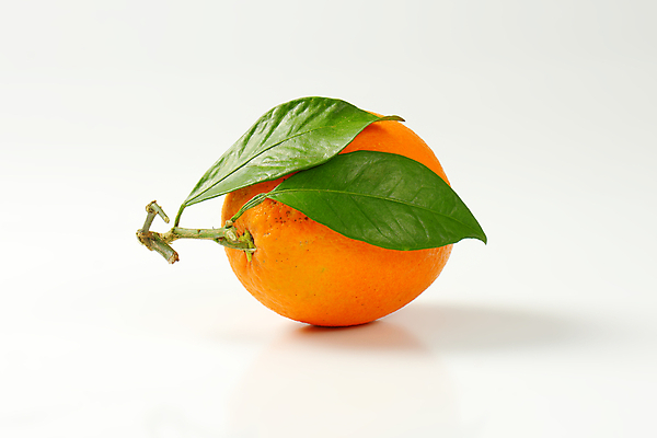 포토 JPG 해외이미지 스튜디오촬영 잎 오렌지 나뭇잎 사람없음 신선 흰배경 해외202004 해외202105 해외포토 식물 백그라운드 과일 실내 흰색 파일형식