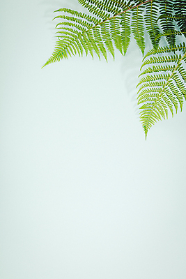 포토 JPG 해외이미지 잎 실내 사람없음 파란배경 카피스페이스 해외202004 해외포토 식물 백그라운드 내부 파란색 공백 파일형식