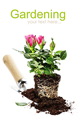 포토 JPG 해외이미지 실내 사람없음 장미 흙 모종삽 흰배경 원예 해외202004 해외포토 꽃 백그라운드 취미 내부 흰색 삽 파일형식