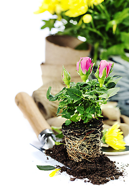 포토 JPG 해외이미지 화분 실내 사람없음 아웃포커스 장미 흙 모종삽 흰배경 원예 해외202004 해외포토 꽃 백그라운드 촬영기법 취미 내부 흰색 삽 파일형식