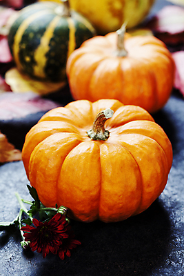 포토 JPG 해외이미지 꽃 호박 실내 사람없음 아웃포커스 농작물 가을 해외202004 해외포토 식물 계절 농업 채소 촬영기법 내부 파일형식